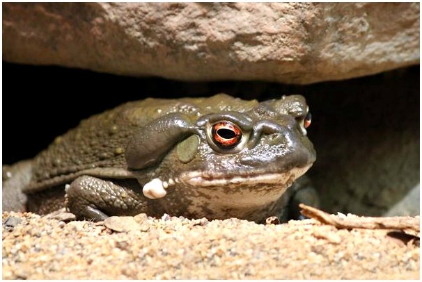 4 вида ядовитых жаб