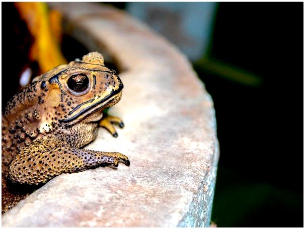 4 вида ядовитых жаб