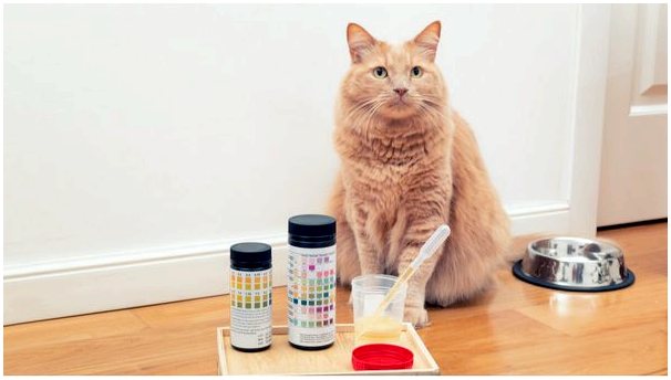 Кристаллы в моче у кошек: симптомы, виды и лечение