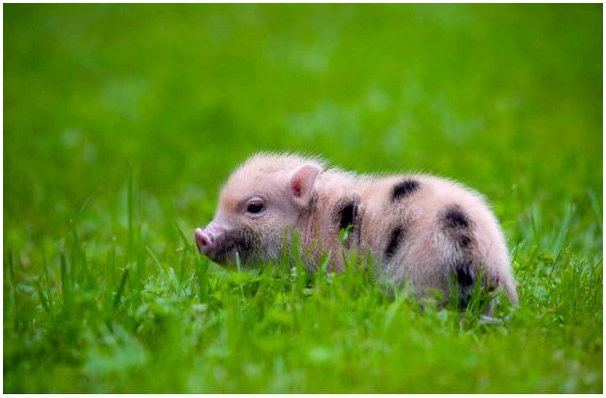 5 советов по уходу за мини-свиньей