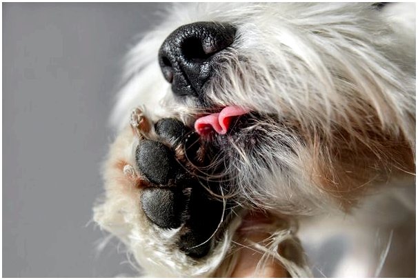 Какие факторы могут вызвать у собаки трещины в лапах?