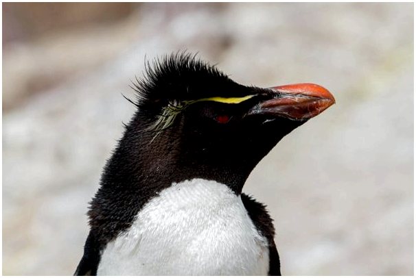 6 диковинок желтого пингвина