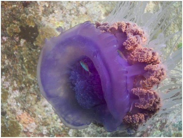 6 самых больших медуз в мире