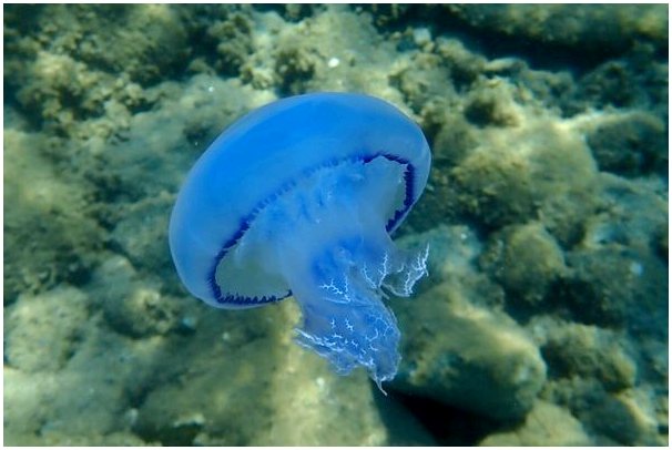 6 самых больших медуз в мире