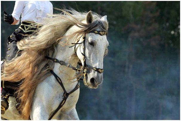 7 пород лошадей считаются самыми красивыми