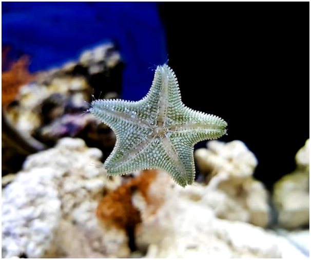 7 видов морских звезд