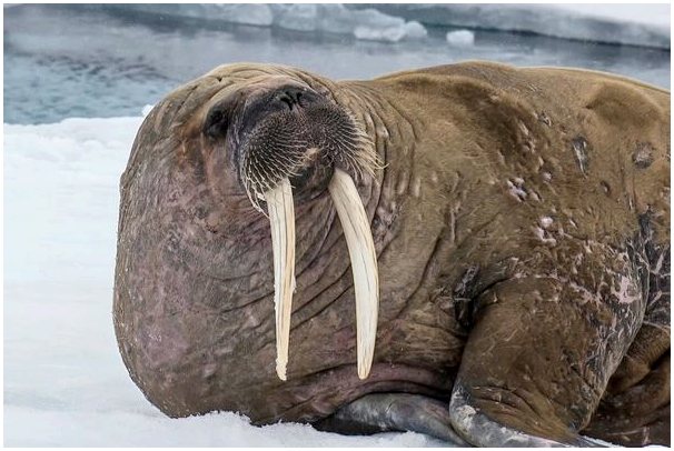 Арктический морж засыпает на айсберге в Гренландии и просыпается в Ирландии