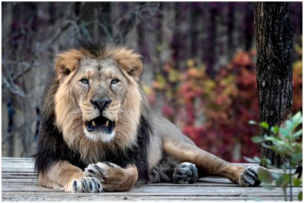 Азиатский лев: характеристики, среда обитания и охранный статус