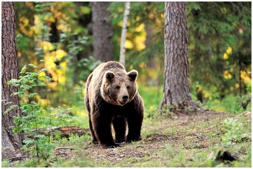 Бурый медведь, характеристики и любопытства