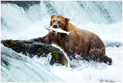 Бурый медведь, характеристики и любопытства