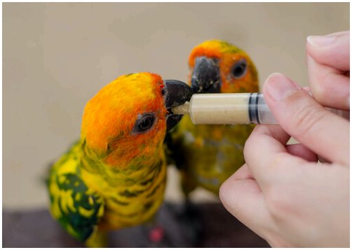 Что такое папильеросные птицы?