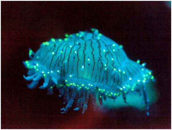Цветочная шляпа медузы: это опасно?