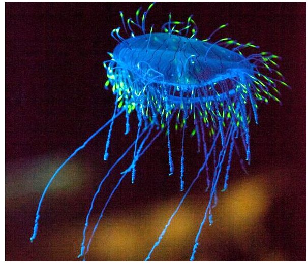 Цветочная шляпа медузы: это опасно?