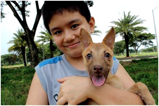 Филиппинский мальчик осуществил свою мечту и создал приют для животных