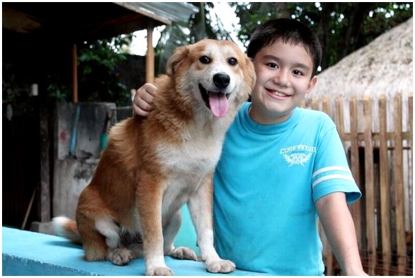 Филиппинский мальчик осуществил свою мечту и создал приют для животных