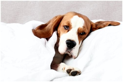 Филяриоз собак: причины и лечение