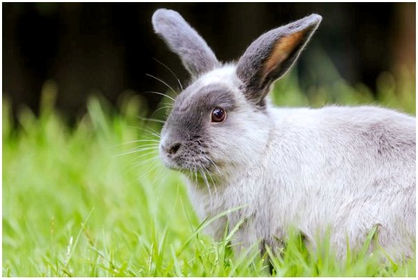 Геморрагическая лихорадка у кроликов: причины, симптомы и лечение