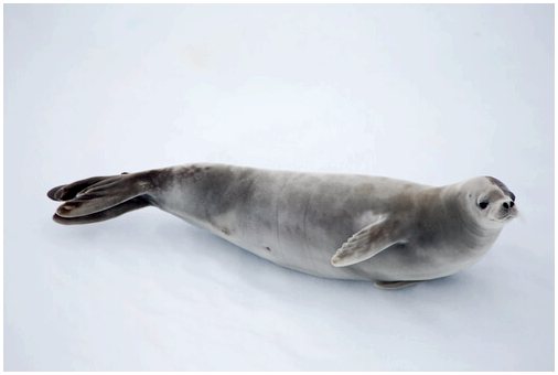 Характеристики тюленя-крабоеда