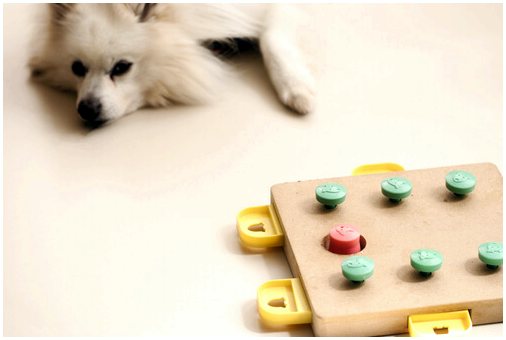 Игры, которые помогают собаке в умственной стимуляции