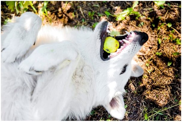 Яблочный уксус для собак: использование и преимущества