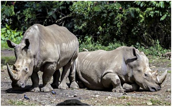 Яванский носорог: почему ему грозит исчезновение?