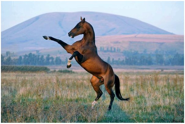 7 пород лошадей считаются самыми красивыми