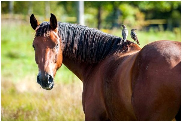 Испано-арабская лошадь: уход, поведение и кормление