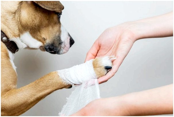 Пемфигус у собак: симптомы, причины и лечение