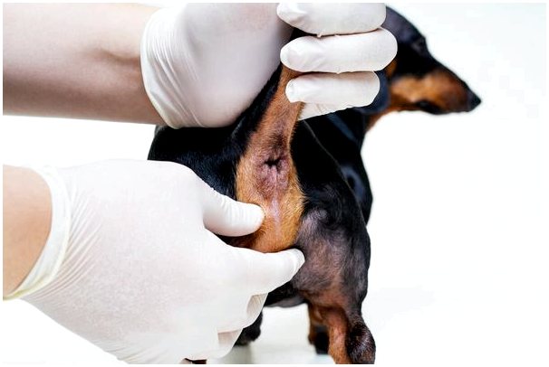 Как опорожнить анальные железы у собак?
