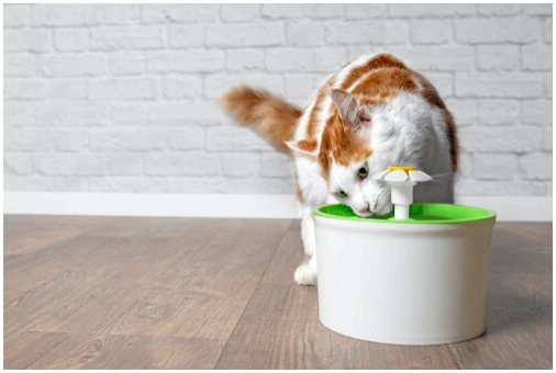 Как работает кошачий фонтанчик с водой?