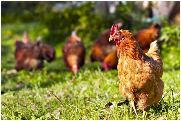 Здоровье кишечника домашней птицы: важность хорошего корма