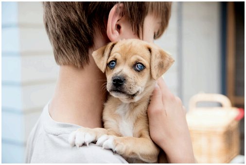 Издевательства и собачья терапия