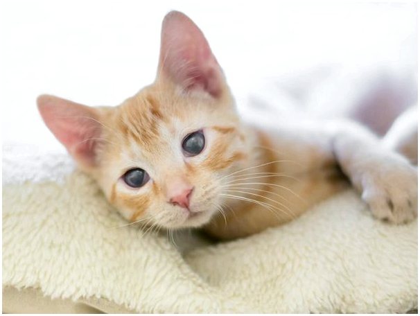 Катаракта у кошек: симптомы и лечение