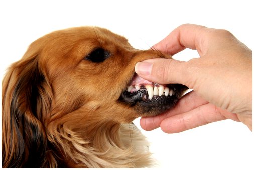 Когда у вашей собаки вылезают зубы?