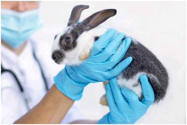 Кокцидиоз у кроликов: причины, симптомы и лечение