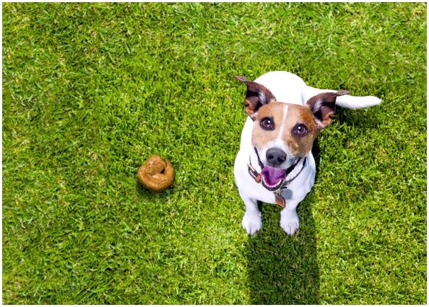 Копрофагия у собак: в чем причины?