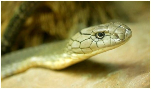 Королевская кобра: характеристики, еда и курьезы