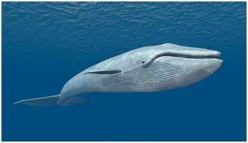 Какой кит самый большой?