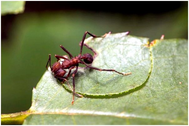 Кулонские муравьи: среда обитания и характеристики