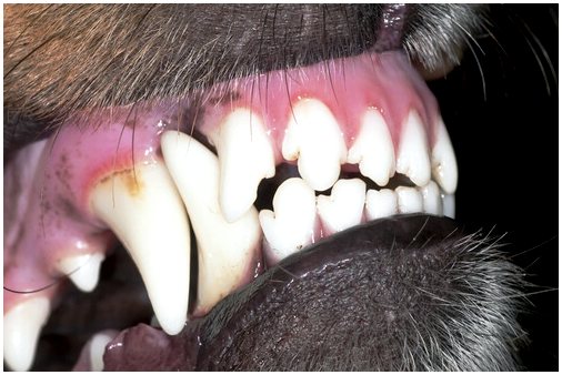 Лечение стоматологического дискомфорта у собак