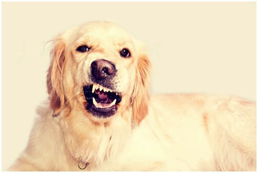 Лечение стоматологического дискомфорта у собак