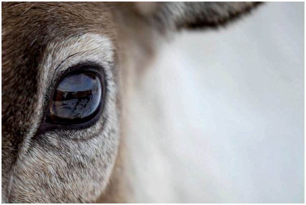 Любопытные факты об олене с волосами на глазах нашли в США