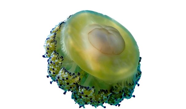 Медуза в жареном яйце: распространение, характеристика и кормление
