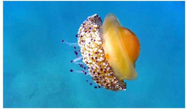 Медуза в жареном яйце: распространение, характеристика и кормление