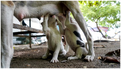Неонатальная смертность щенков: 4 причины