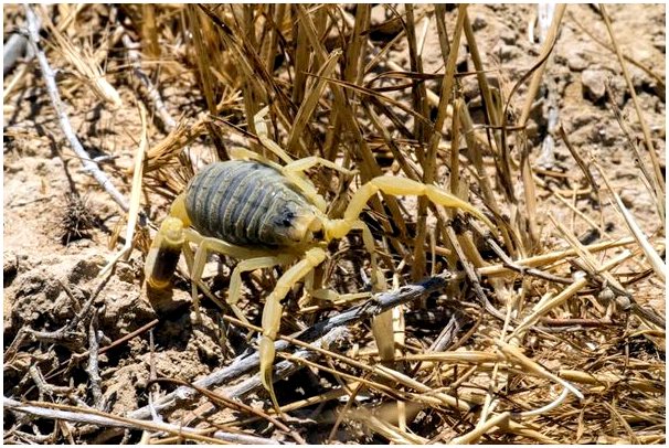 Палестинский желтый скорпион: один из самых ядовитых в мире