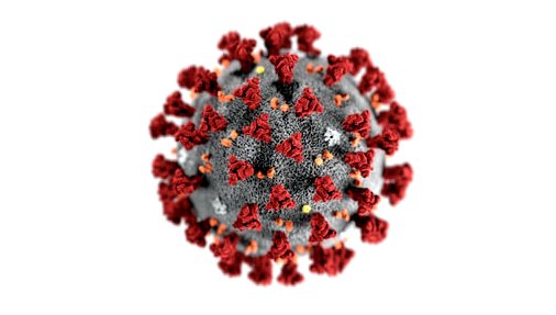 Пандемия коронавируса и ее влияние на дикую природу