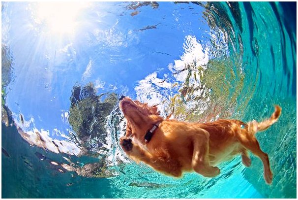 Плавание с собаками: 5 советов, которые гарантируют удовольствие