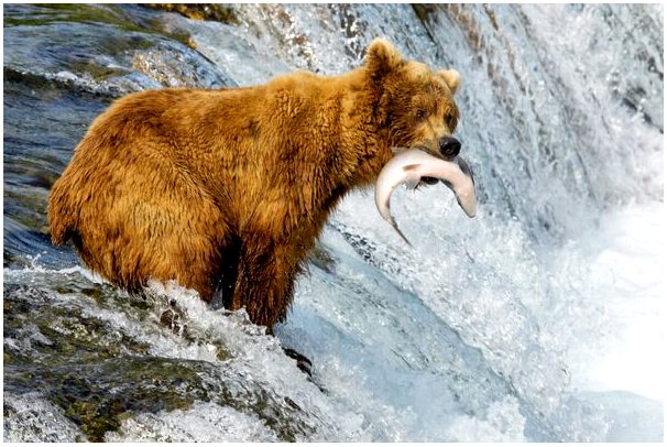 Почему медведи любят лосось?