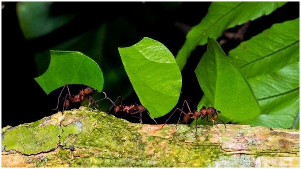 Почему муравьи так важны в экосистемах?